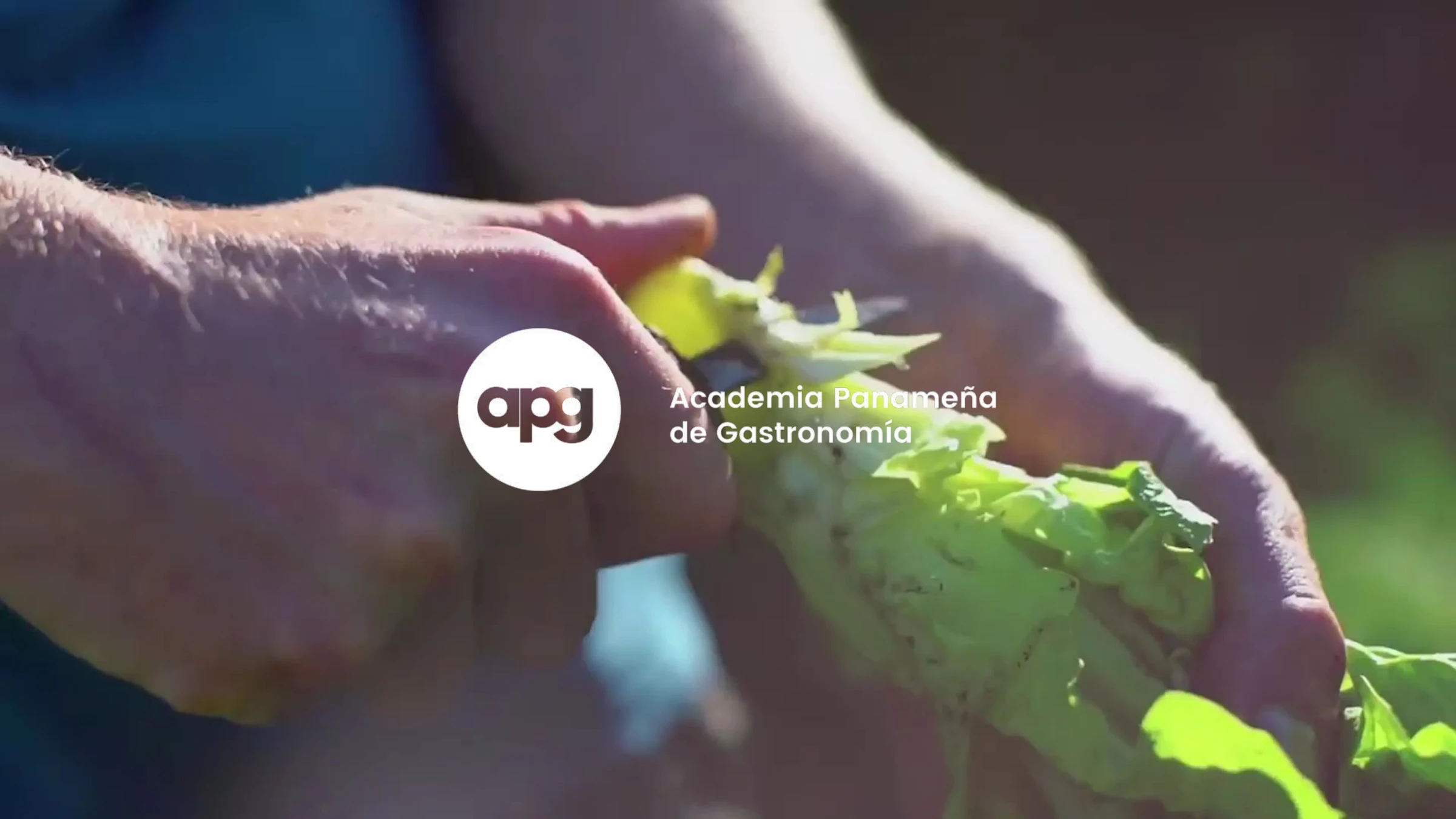 The APG logo — the circular 'apg' isotype and 'Academia Panameña de Gastronomía' wordmark — over hands harvesting fresh greens in sunlight